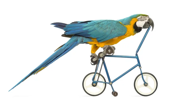 Vista lateral de un guacamayo azul y amarillo, Ara ararauna, de 30 años, montando una bicicleta azul frente al fondo blanco —  Fotos de Stock