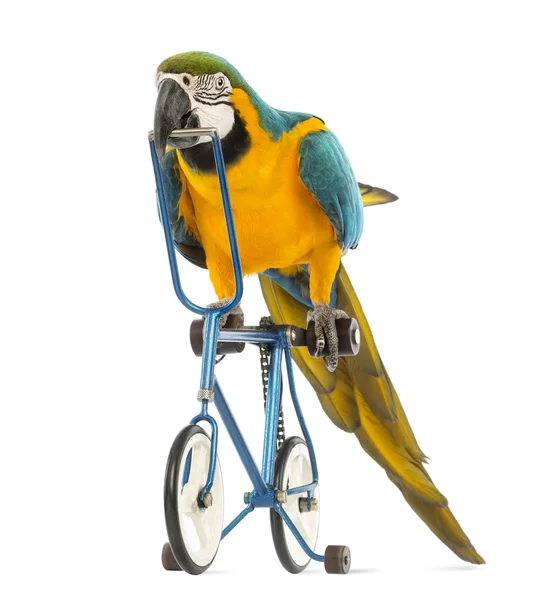 Guacamayo azul y amarillo, Ara ararauna, 30 años, montando una bicicleta azul frente al fondo blanco —  Fotos de Stock