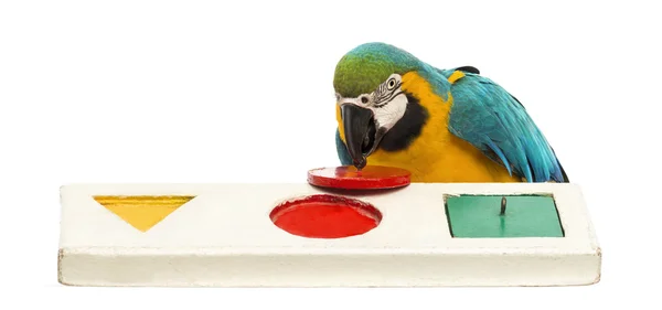 Blue-and-yellow Macaw, Ara ararauna, 30 years old, playing with a puzzle in front of white background — Stock Photo, Image