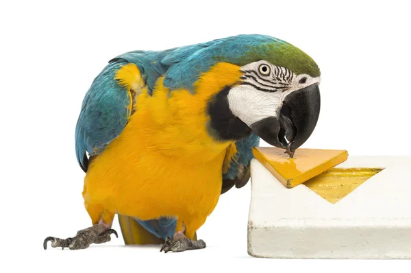 Сине-желтый Macaw, Ara ararauna, 30 лет, играющий с шайбой на белом фоне — стоковое фото