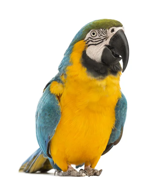 Blue-and-yellow Macaw, Ara ararauna, 30 years old, in front of white background — Stock Photo, Image