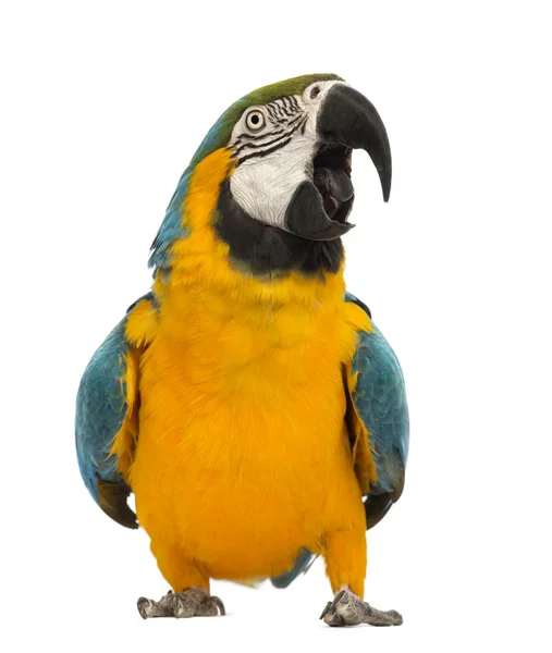 Guacamayo azul y amarillo, Ara ararauna, 30 años, frente a fondo blanco —  Fotos de Stock