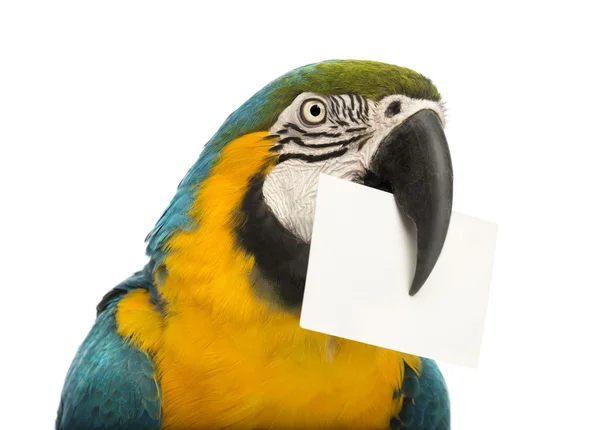 Close-up of a Blue-and-yellow Macaw, Ara ararauna, 30 years old, holding a white card in its beak in front of white background — Stock Photo, Image