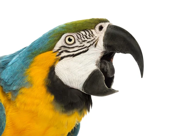 Primer plano de un guacamayo azul y amarillo, Ara arararauna, de 30 años, con su pico abierto frente al fondo blanco — Foto de Stock