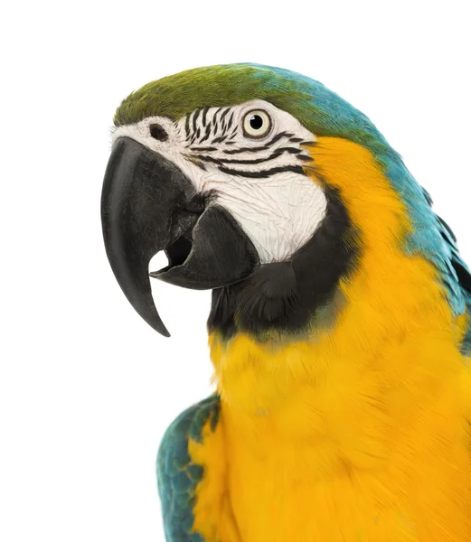 Side view close-up of a Blue-and-yellow Macaw, Ara ararauna, 30 years old, in front of white background — Stock Photo, Image
