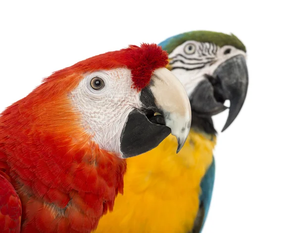 Close-up modrá a žlutá papoušek ara ararauna, 30 let a zelené okřídlený papoušek, ara chloropterus, 1 rok stará, před bílým pozadím — Stock fotografie