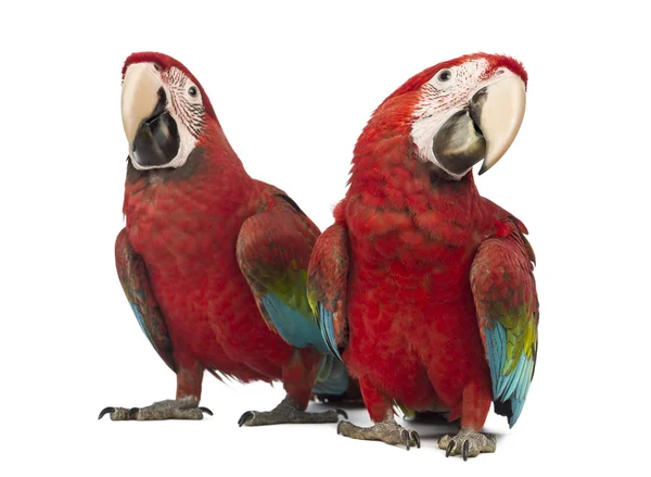 Two Green-winged Macaw, Ara chloropterus, 1 year old, in front of white background — Stock Photo, Image