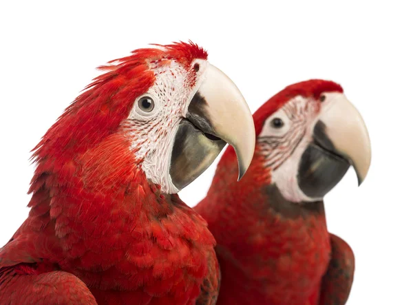 Close-up of two Green-winged Macaws, 1 year old, in front of white background — Stock Photo, Image