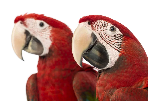 Închiderea a doi Macaws cu aripi verzi, în vârstă de 1 an, în fața fundalului alb — Fotografie, imagine de stoc