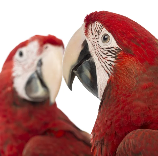 Close-up of two Green-winged Macaws, 1 year old, in front of white background — Stock Photo, Image