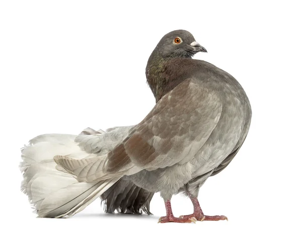 Seitenansicht einer Taube vor weißem Hintergrund — Stockfoto