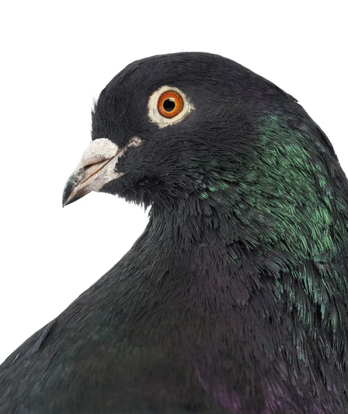 Close-up of a Pigeon in front of white background — Stock Photo, Image