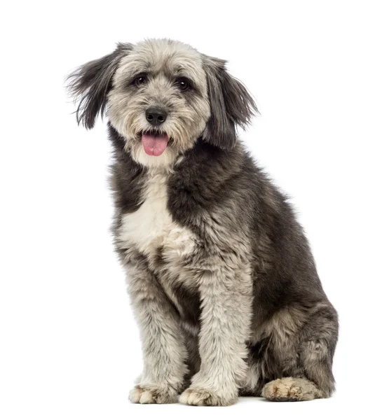 Crossbreed, 4 años, sentado, jadeando y mirando a la cámara delante de fondo blanco — Foto de Stock