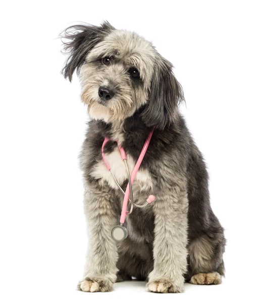 Crossbreed, de 4 años, sentado y con un estetoscopio rosa alrededor del cuello delante de fondo blanco — Foto de Stock