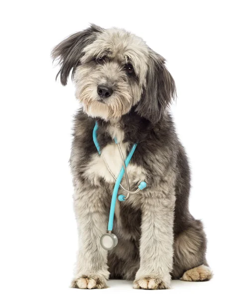 Crossbreed, 4 anos, sentado e usando um estetoscópio azul ao redor do pescoço na frente do fundo branco — Fotografia de Stock