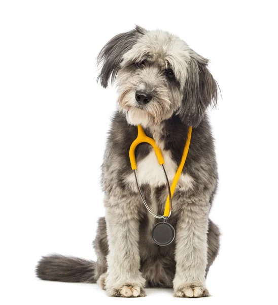 Crossbreed, de 4 años, sentado y con un estetoscopio amarillo alrededor del cuello delante de fondo blanco — Foto de Stock