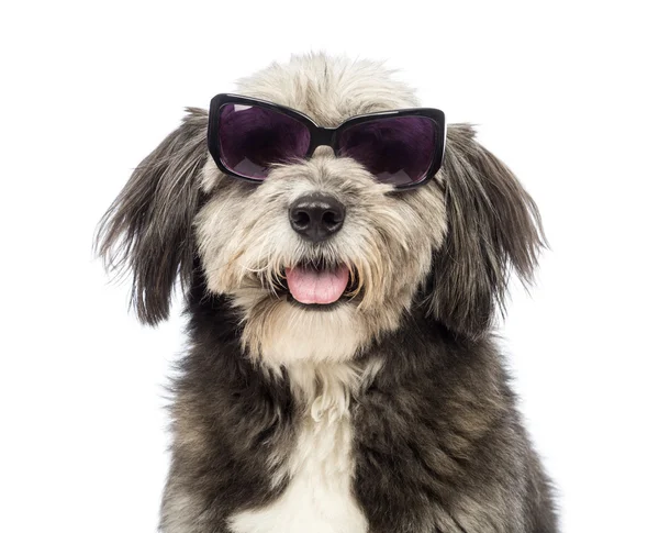 Close-up of a Crossbreed, 4 years old, wearing sunglasses in front of white background — Stock Photo, Image