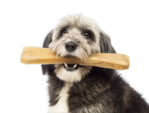 Close-up of a Crossbreed, 4 years old, holding a bone its a mouth in front of white background — Stock Photo, Image