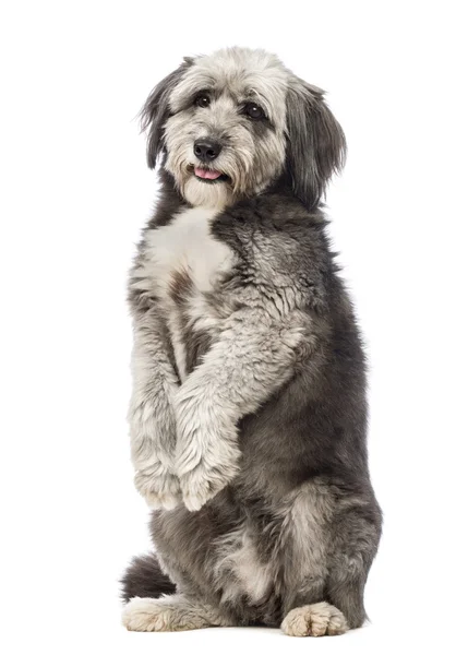 Crossbreed, 4 years old, standing on hind legs and looking at the camera in front of white background — Stock Photo, Image