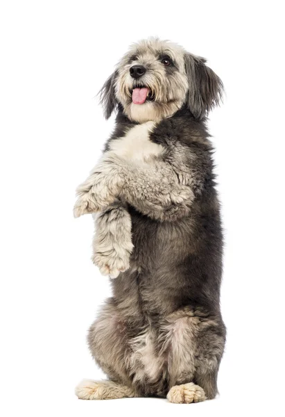 Crossbreed, 4 years old, standing on hind legs, panting and looking up in front of white background — Stock Photo, Image