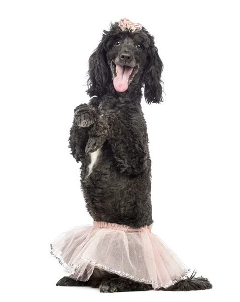 Caniche, 5 ans, debout sur les pattes arrière, portant un tutu rose et haletant devant un fond blanc — Photo