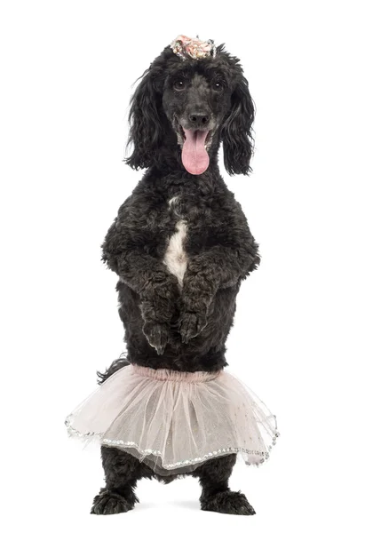 Poodle, de 5 años, de pie sobre las patas traseras, con un tutú rosa y jadeando frente al fondo blanco —  Fotos de Stock