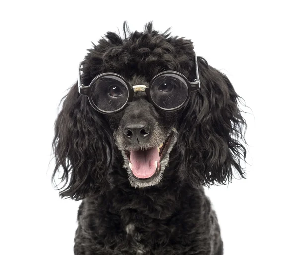 Close-up of a Poodle, 5 years old, wearing glasses repaired with tape in front of white background — Stock Photo, Image
