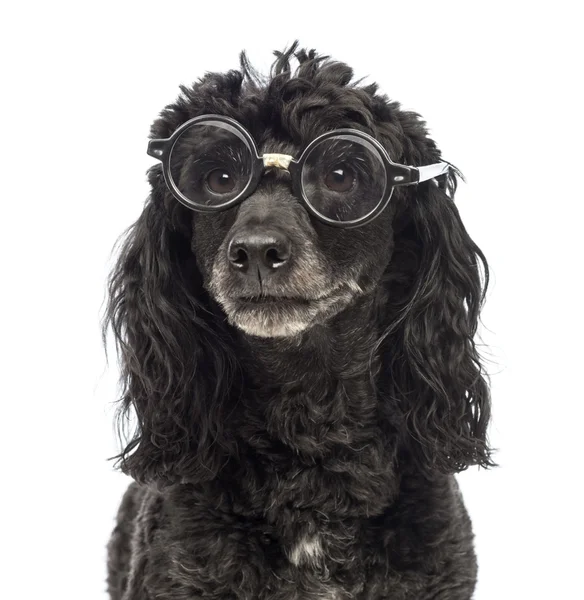 Close-up of a Poodle, 5 years old, wearing glasses repaired with tape in front of white background — Stock Photo, Image