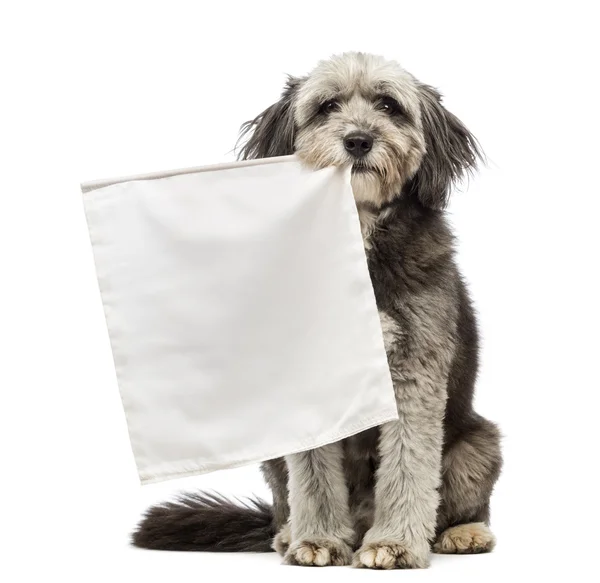 Crossbreed, 4 anos, sentado e segurando uma bandeira branca em sua boca na frente do fundo branco — Fotografia de Stock