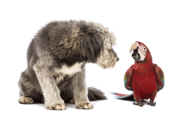 Crossbreed, 4 года, сидит и смотрит на зеленокрылый ара, Ara chloropterus, 1 год, на белом фоне
