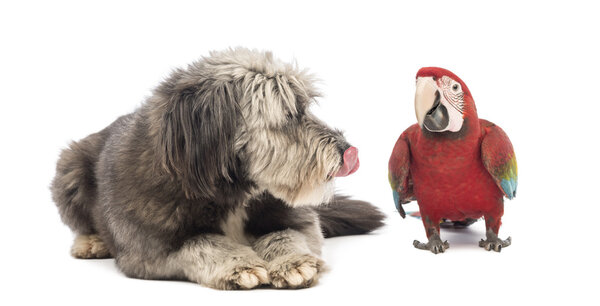Crossbreed, 4 года, лежит, облизывает и глядя на зеленокрылый ара, Ara chloropterus, 1 год, на белом фоне
