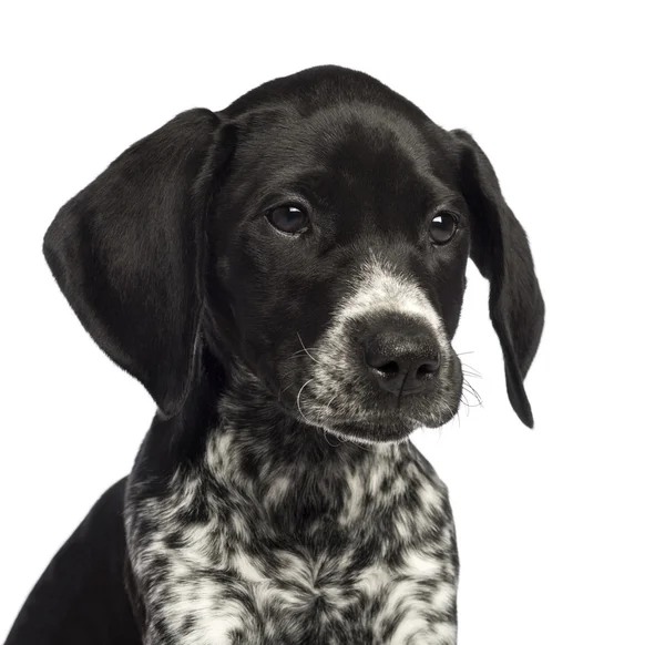 German Shorthaired Pointer, 10 weeks old, close up against white background — Stock Photo, Image