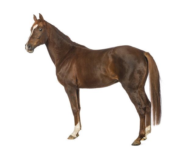 Боковой вид на лошадь на белом фоне
