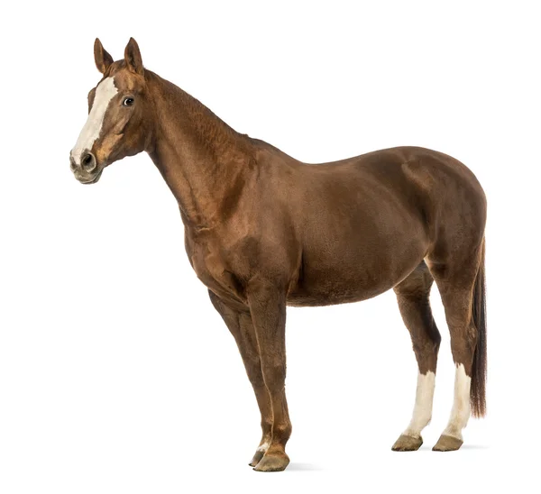 Konia przed białym tle — Zdjęcie stockowe