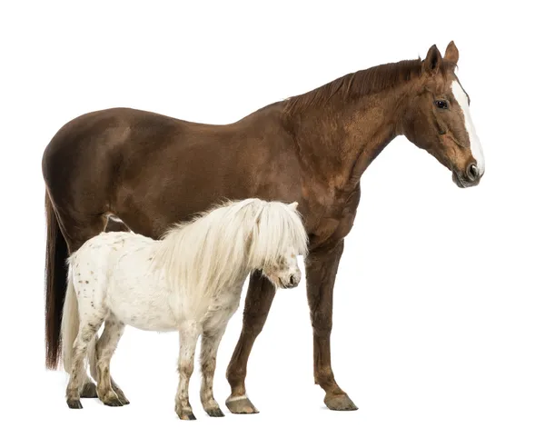 Cavalo e Shetland de pé ao lado uns dos outros na frente do fundo branco — Fotografia de Stock