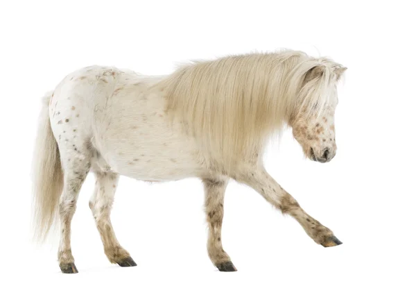 Side view of a Shetland stretching its leg in front of white background — Stock Photo, Image