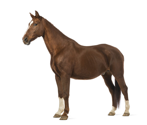 Боковой вид на лошадь на белом фоне
