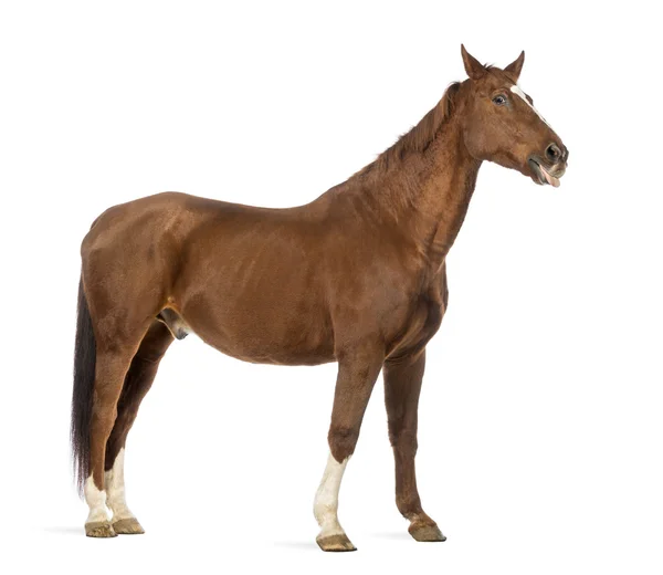 Vista laterale di un cavallo che sporge la lingua davanti allo sfondo bianco — Foto Stock