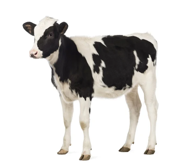 Veal, 8 months old, looking away in front of white background — Stock Photo, Image