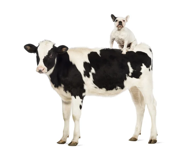 Kalfsvlees, 8 maanden oud, met een Franse bulldog zittend op zijn rug voor witte achtergrond — Stockfoto