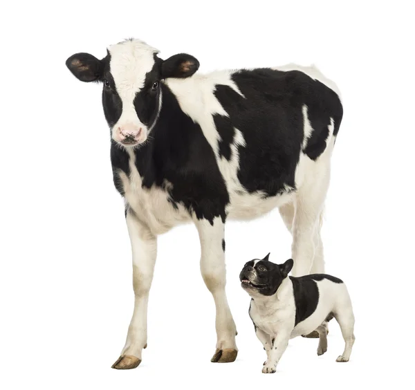 Bulldog francês correndo ao lado de uma vitela, 8 meses, andando na frente do fundo branco — Fotografia de Stock