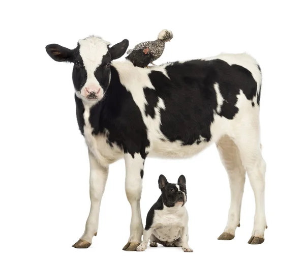 Ternera, de 8 meses de edad, de pie con un pollo polaco de pie sobre su espalda y un bulldog francés sentado debajo de él delante de fondo blanco — Foto de Stock