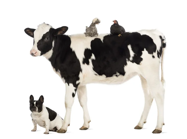 Ternera, de 8 meses de edad, de pie con un pollo polaco y una gallina acostada sobre su espalda y un bulldog francés sentado debajo de él delante de fondo blanco — Foto de Stock