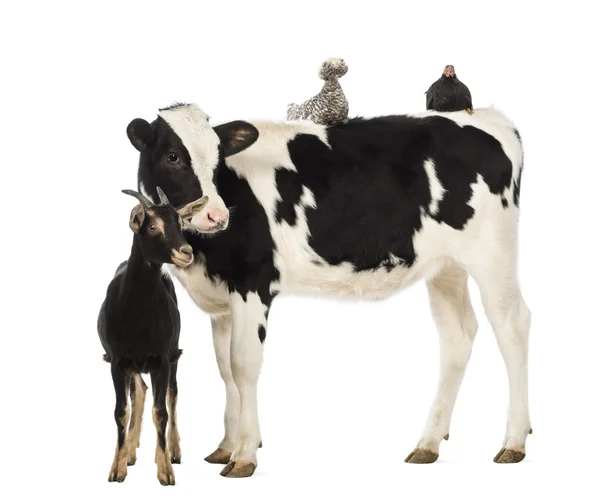 Ternera, de 8 meses de edad, de pie con un pollo polaco y una gallina acostada sobre su espalda y una cabra de pie frente a él en frente de fondo blanco — Foto de Stock