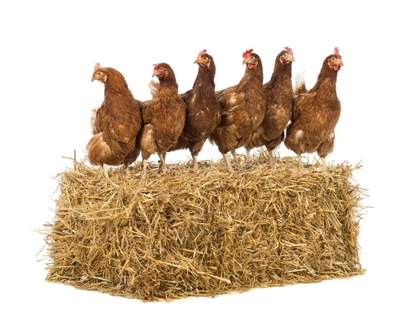 Fila de gallina de pie sobre una paca de paja en frente de fondo blanco — Foto de Stock