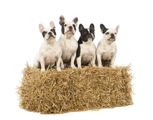 French Bulldogs sitting on a straw bale in front of white background — Stock Photo, Image