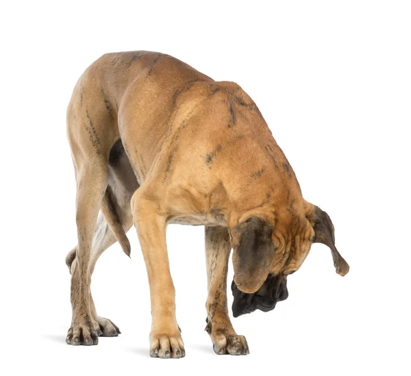 Německá doga, 4 roky starý, při pohledu dolů před bílým pozadím — Stock fotografie