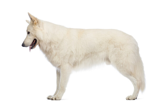 Side view of a Swiss Shepherd dog, 5 years old, looking down in front of white background