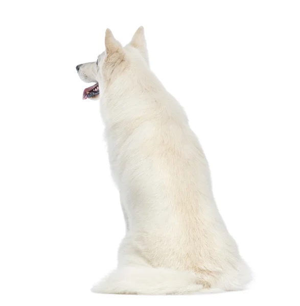 Rear view of a Swiss Shepherd dog, 5 years old, sitting in front of white background — Stock Photo, Image