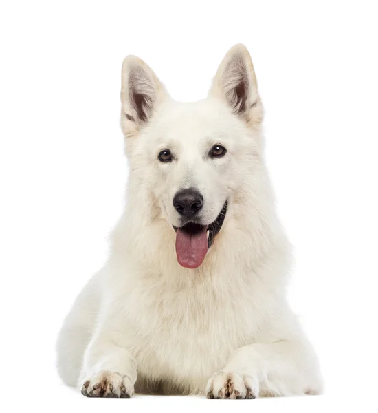 Swiss Shepherd dog, 5 anos, deitado, ofegante e olhando para a câmera na frente do fundo branco — Fotografia de Stock